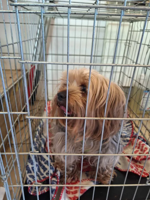 Pies do adopcji, Orzechowce, 8 kwietnia 2024 (3/3)