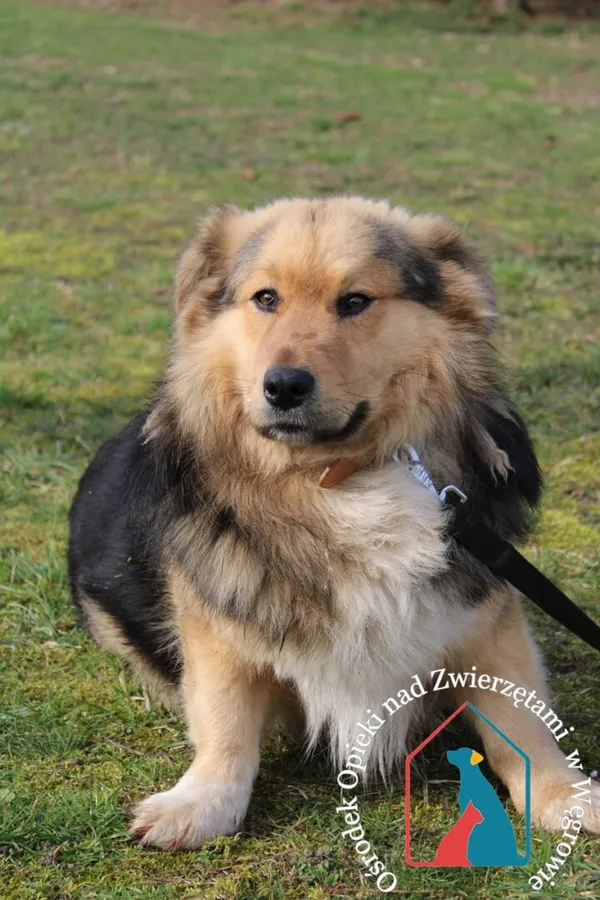 Pies do adopcji, Węgrowo, 19 marca 2024