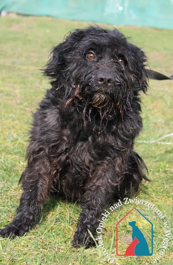 Pies do adopcji, Węgrowo, 19 marca 2024