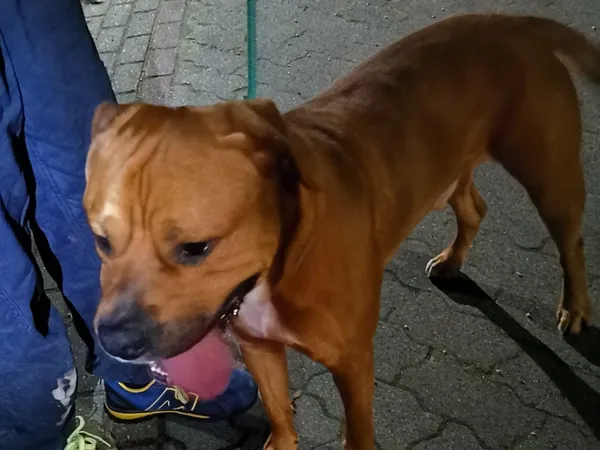 Znaleziono psa, Bydgoszcz, 7 kwietnia 2024