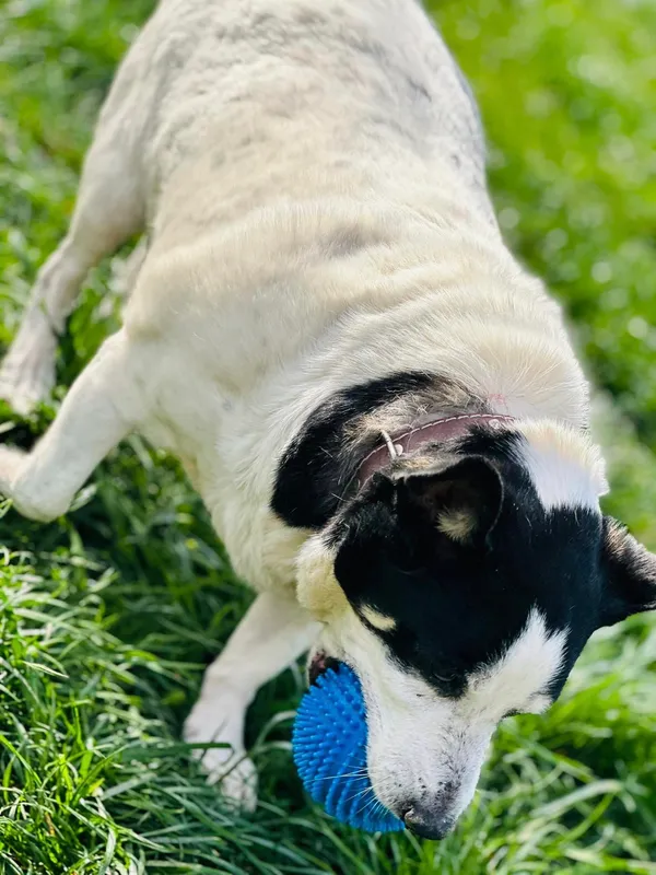 Pies do adopcji, Jelenia Góra, 29 marca 2024 (2/4)