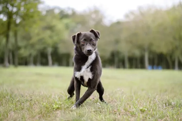 Pies do adopcji, Radom, 28 września 2025 (3/5)