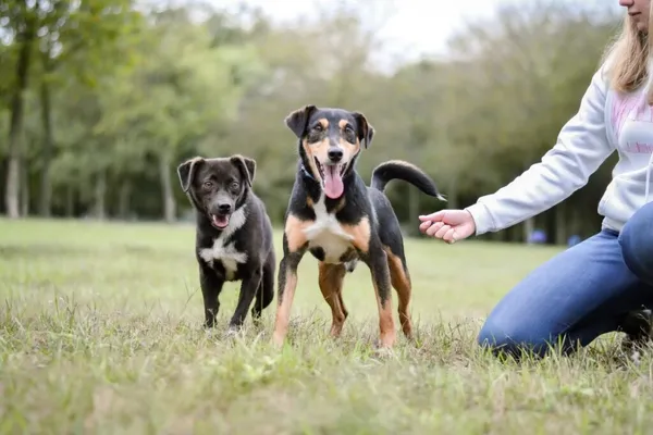 Pies do adopcji, Radom, 28 września 2025 (4/5)