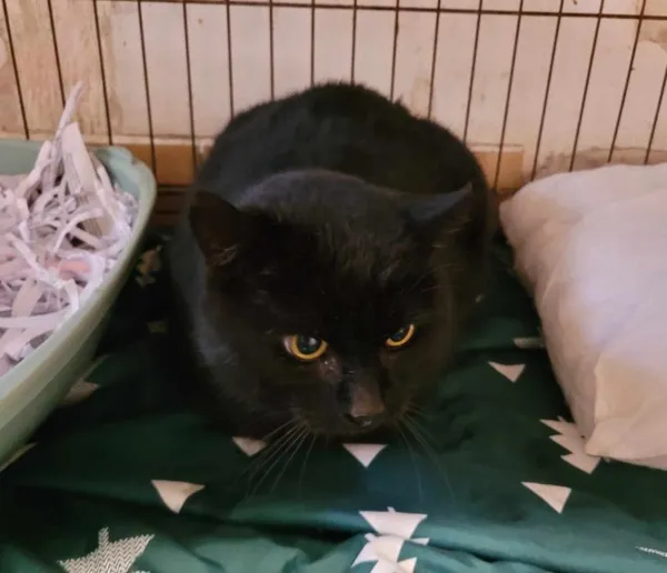 Znaleziono kota, Toruń, 7 kwietnia 2024