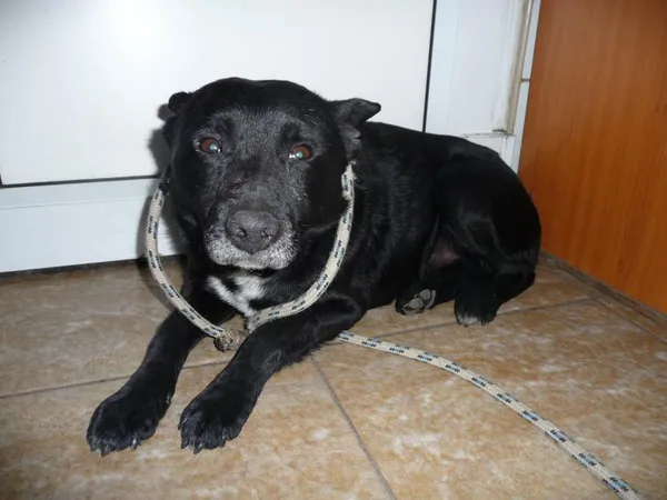 Znaleziono psa, Toruń, 4 kwietnia 2024