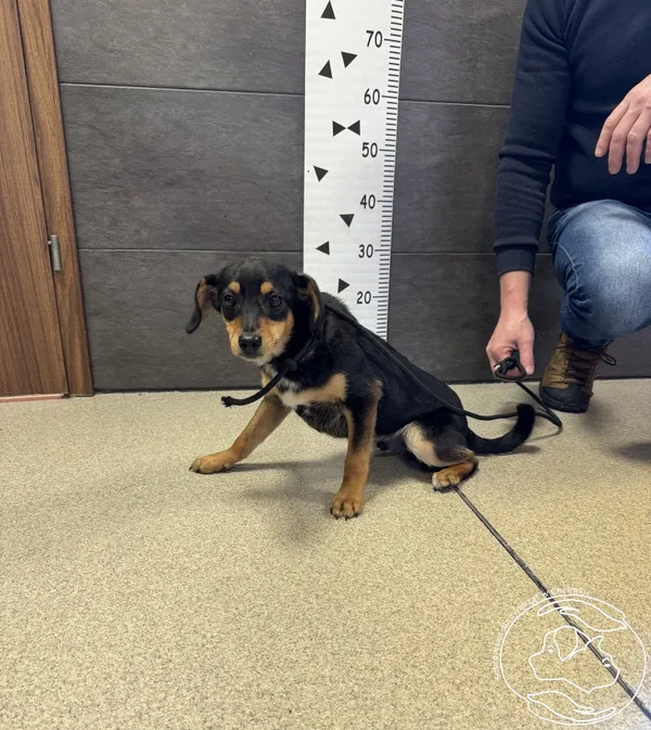 Znaleziono psa, Chełmek, 8 kwietnia 2024