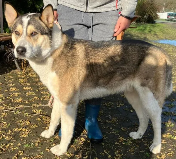 Znaleziono psa, Radom, 5 kwietnia 2024