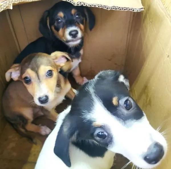 Znaleziono psa, Radom, 6 kwietnia 2024