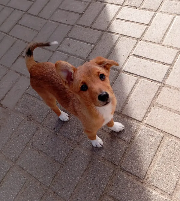 Pies do adopcji, Konin, 13 marca 2024 (2/2)