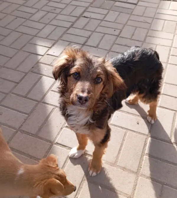 Pies do adopcji, Konin, 13 marca 2024 (2/3)