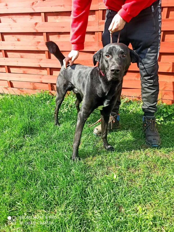 Znaleziono psa, Czartki, 8 kwietnia 2024