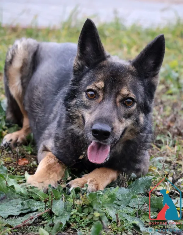 Pies do adopcji, Grudziądz, 18 marca 2024 (1/5)