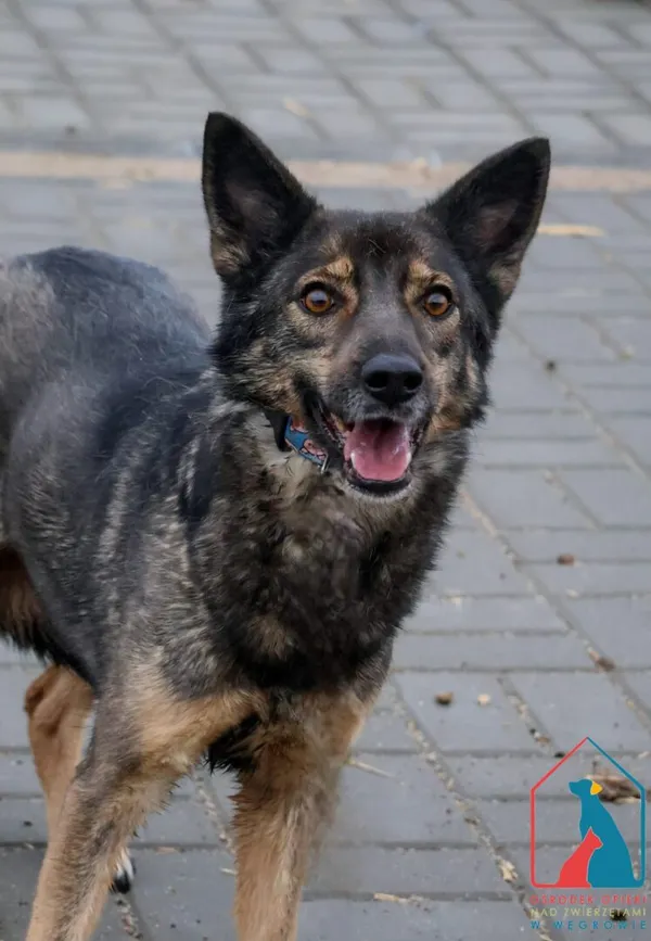 Pies do adopcji, Grudziądz, 18 marca 2024 (3/5)