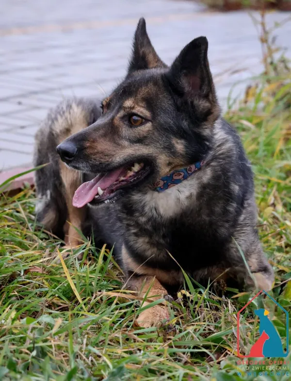 Pies do adopcji, Grudziądz, 18 marca 2024 (4/5)