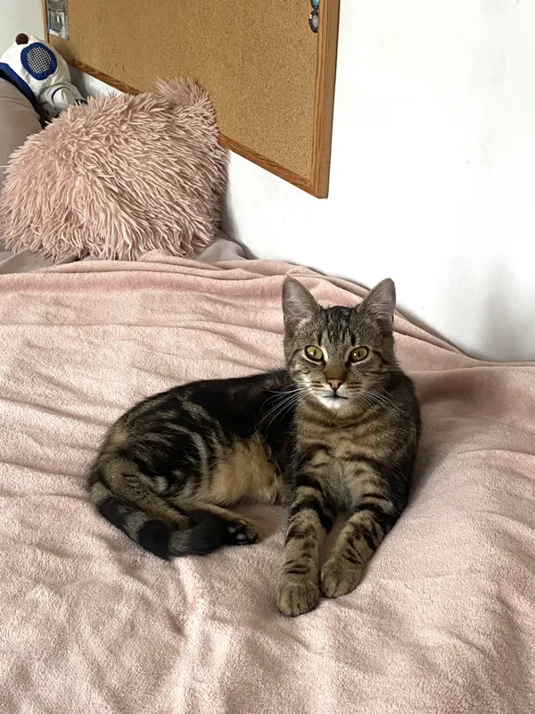 Zaginął kot, Łódź, 8 kwietnia 2024