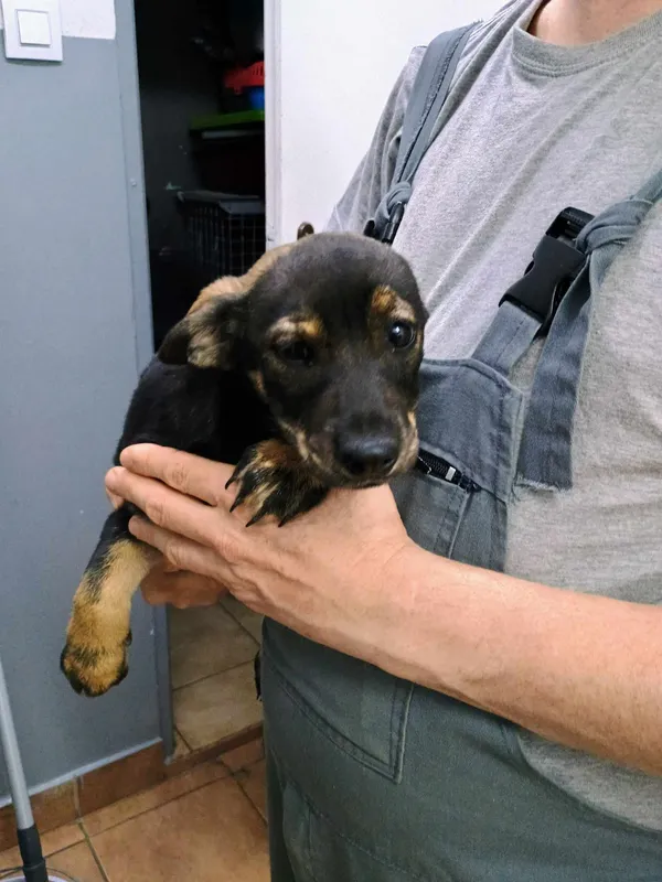 Znaleziono psa, Sosnowiec, 4 kwietnia 2024 (2/2)