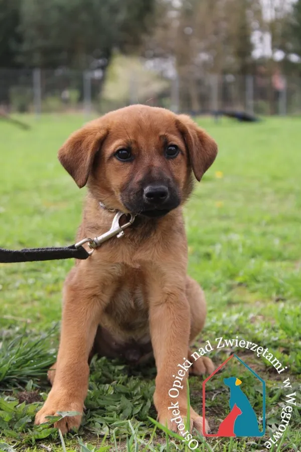 Pies do adopcji, Węgrowo, 5 stycznia 2024