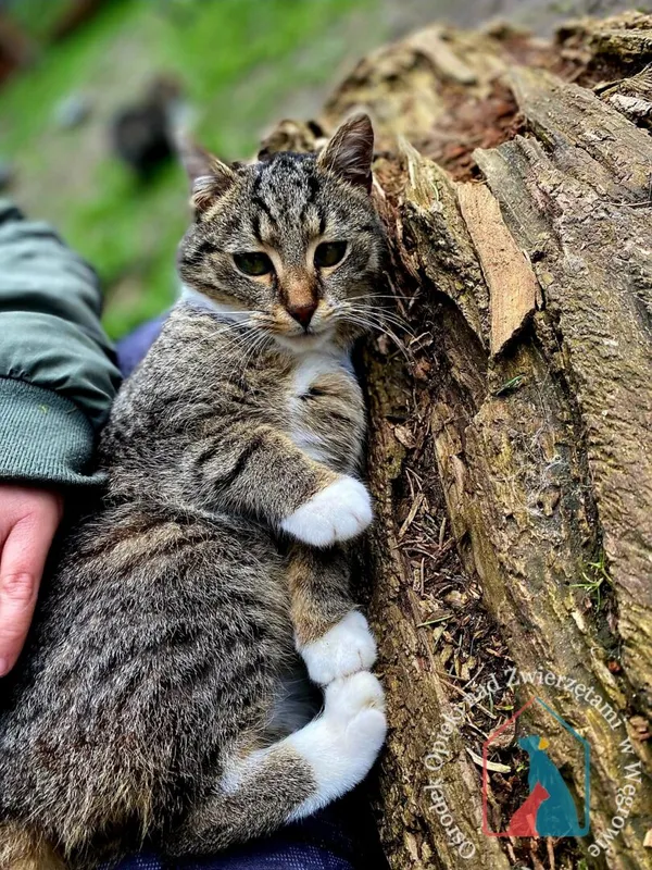 Kot do adopcji, Węgrowo, 18 marca 2024 (3/5)