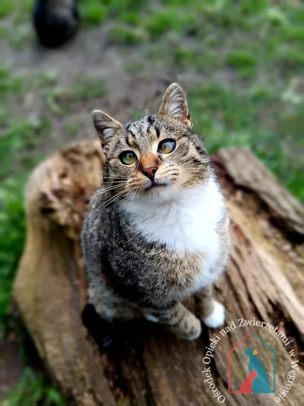 Kot do adopcji, Węgrowo, 18 marca 2024 (4/5)