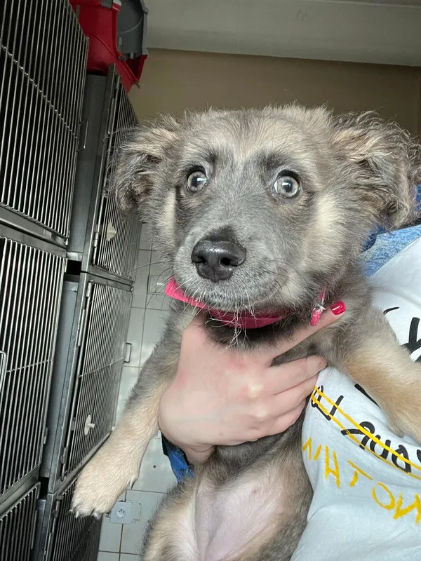 Pies do adopcji, Włocławek, 8 kwietnia 2024