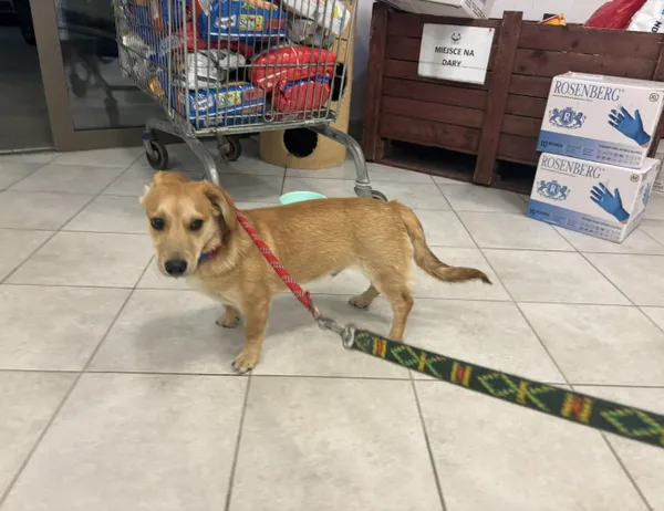 Znaleziono psa, Świdnica, 8 kwietnia 2024