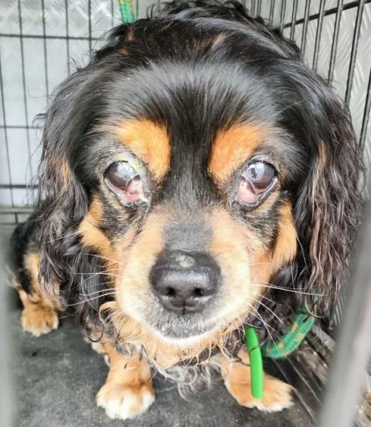 Znaleziono psa, Radom, 8 kwietnia 2024