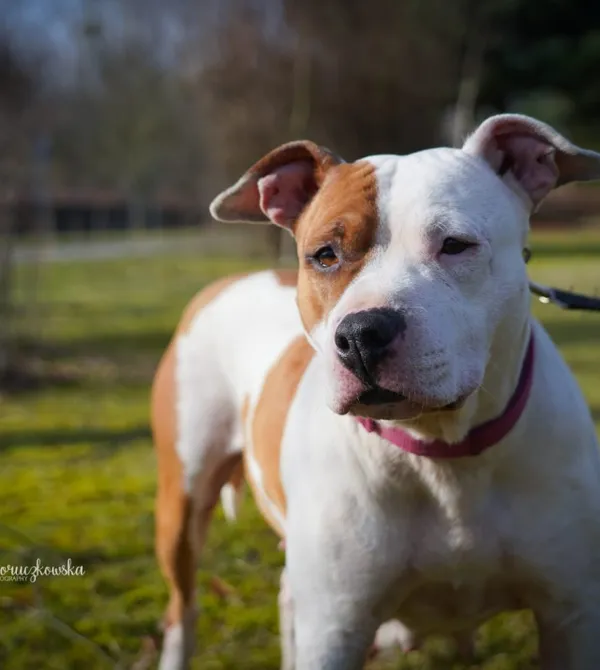 Pies do adopcji, Konin, 6 października 2023 (2/5)
