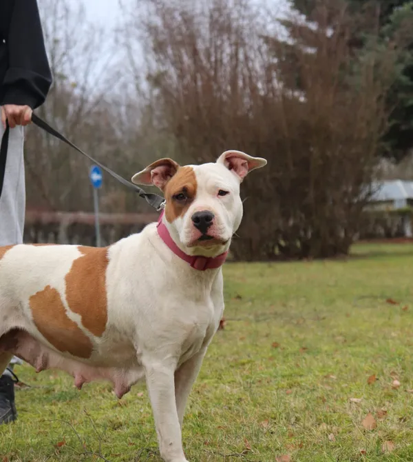 Pies do adopcji, Konin, 6 października 2023 (5/5)