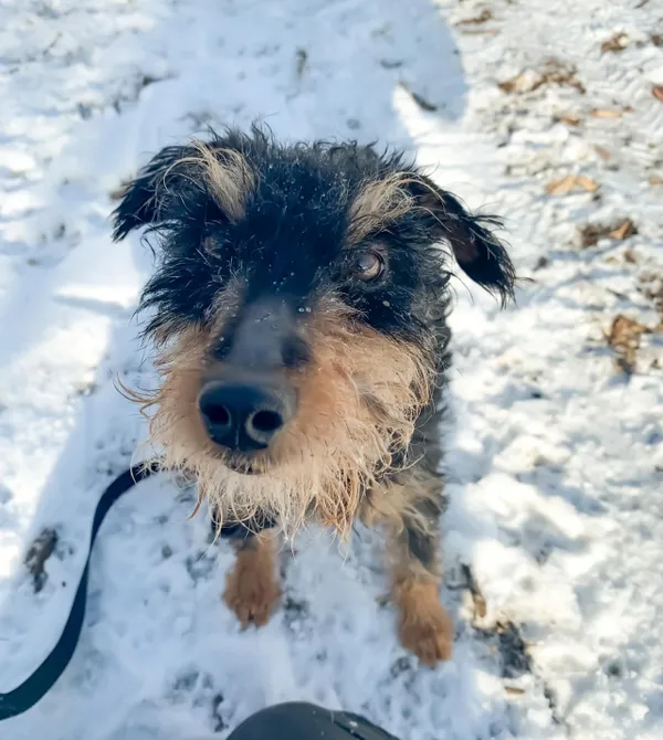 Pies do adopcji, Konin, 8 listopada 2023 (1/4)