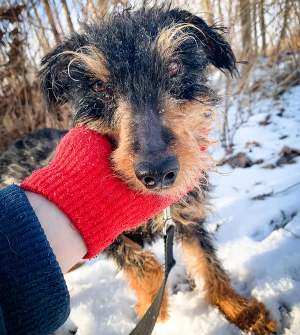 Pies do adopcji, Konin, 8 listopada 2023 (2/4)