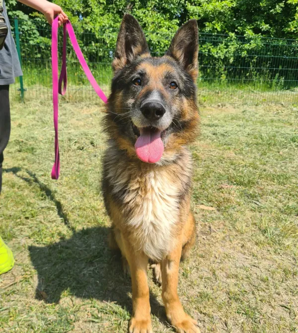 Pies do adopcji, Konin, 1 kwietnia 2023 (1/4)