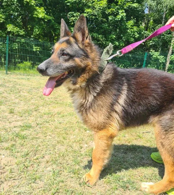 Pies do adopcji, Konin, 1 kwietnia 2023 (4/4)