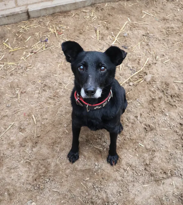 Pies do adopcji, Konin, 17 kwietnia 2023 (1/3)