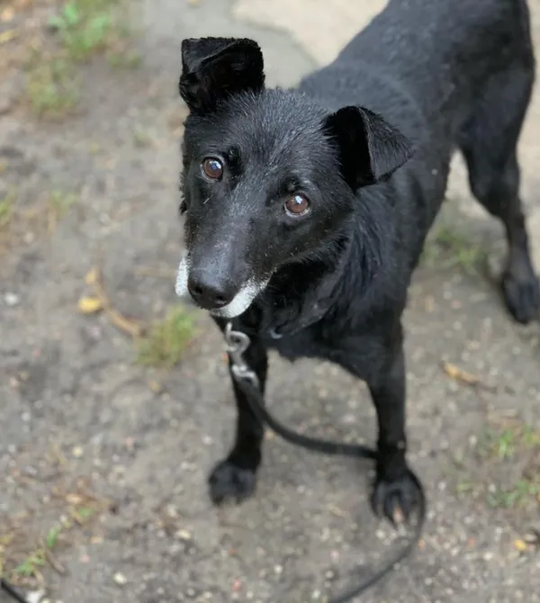 Pies do adopcji, Konin, 17 kwietnia 2023 (3/3)