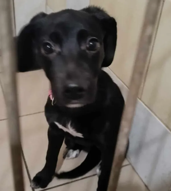 Pies do adopcji, Konin, 28 grudnia 2023 (1/3)