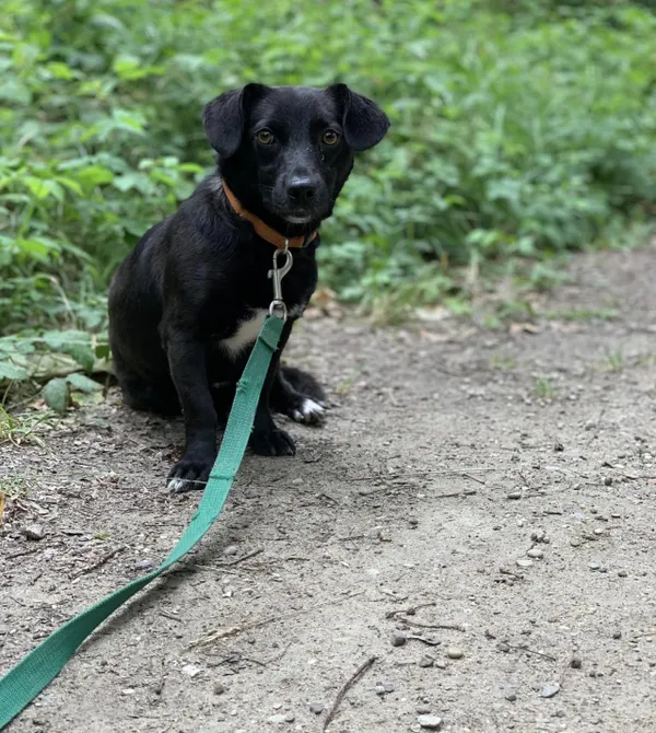 Pies do adopcji, Konin, 9 lutego 2023 (1/2)