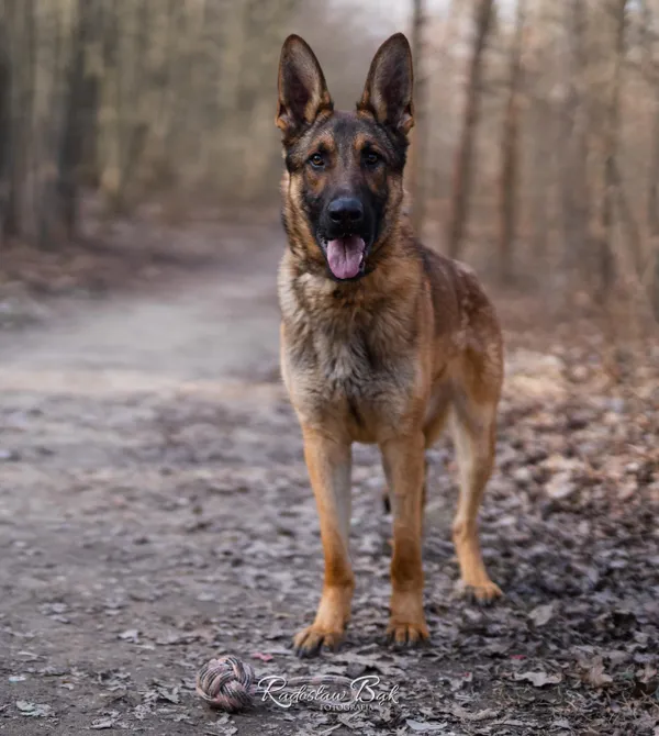 Pies do adopcji, Konin, 16 stycznia 2023 (2/2)