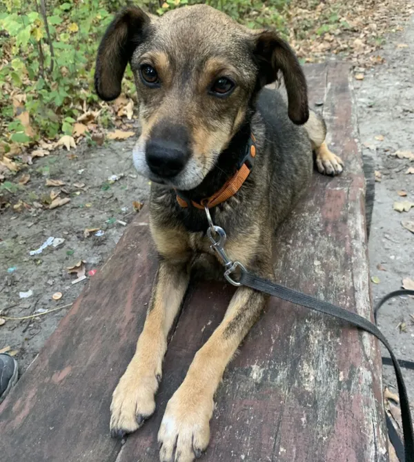 Pies do adopcji, Konin, 25 kwietnia 2023 (2/5)