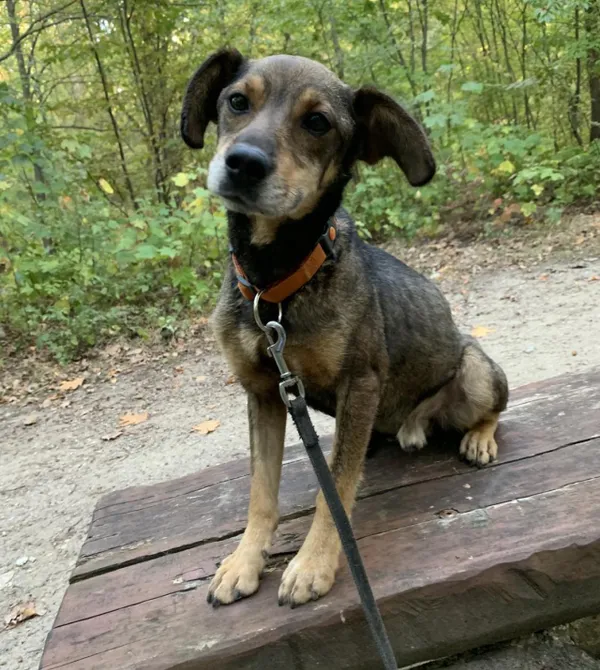 Pies do adopcji, Konin, 25 kwietnia 2023 (3/5)