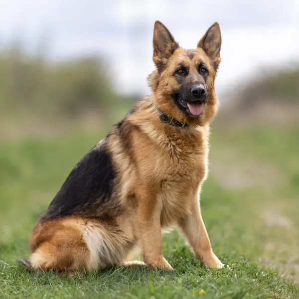 Pies do adopcji, Wysocko Wielkie, 21 marca 2024 (2/5)