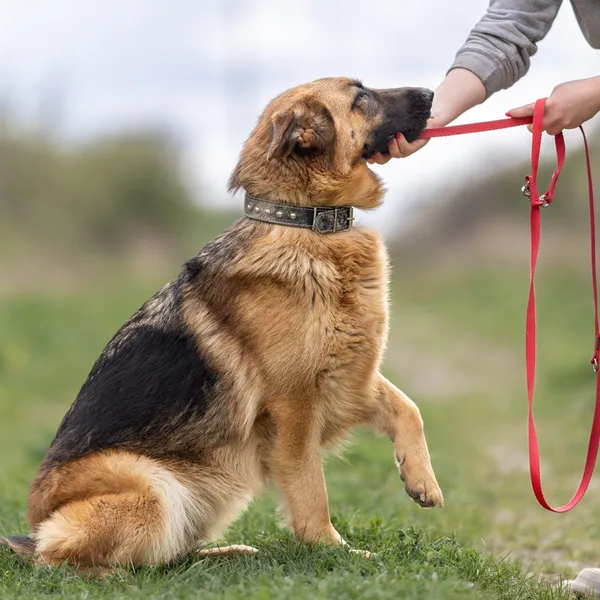 Pies do adopcji, Wysocko Wielkie, 21 marca 2024 (3/5)