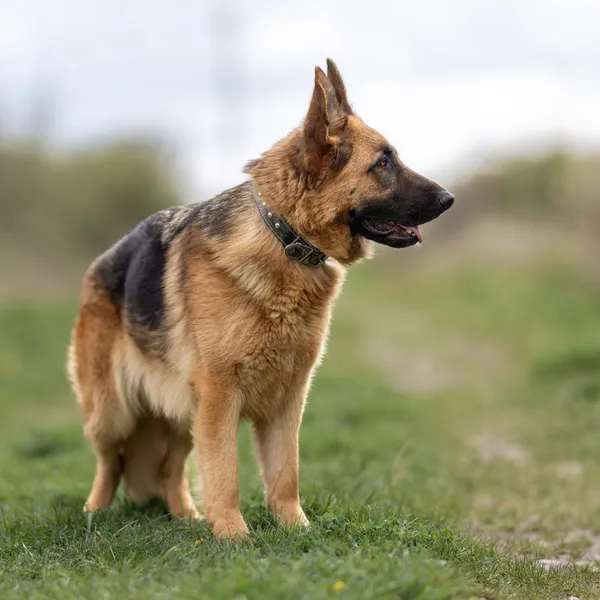 Pies do adopcji, Wysocko Wielkie, 21 marca 2024 (4/5)