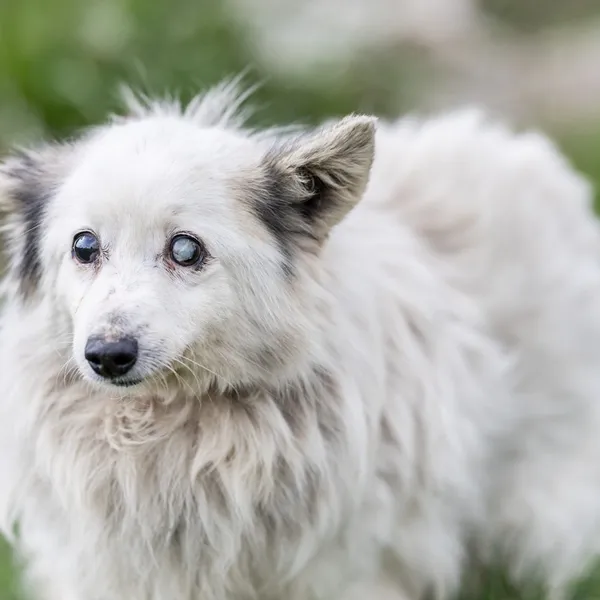 Pies do adopcji, Wysocko Wielkie, 15 marca 2024 (2/4)