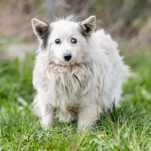 Pies do adopcji, Wysocko Wielkie, 15 marca 2024 (4/4)