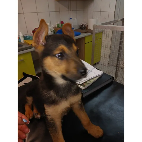 Znaleziono psa, Białystok, 6 kwietnia 2024