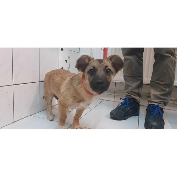 Znaleziono psa, Białystok, 27 marca 2024