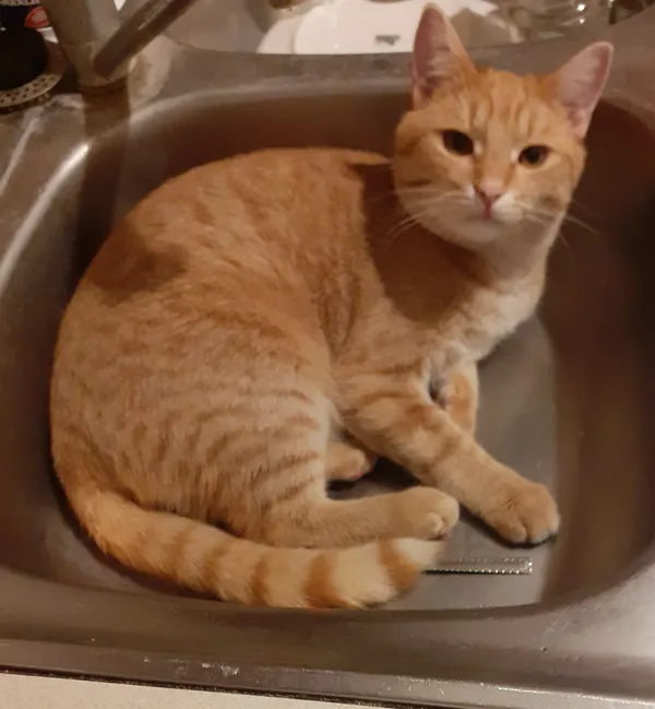 Zaginął kot, Konin, 9 kwietnia 2024