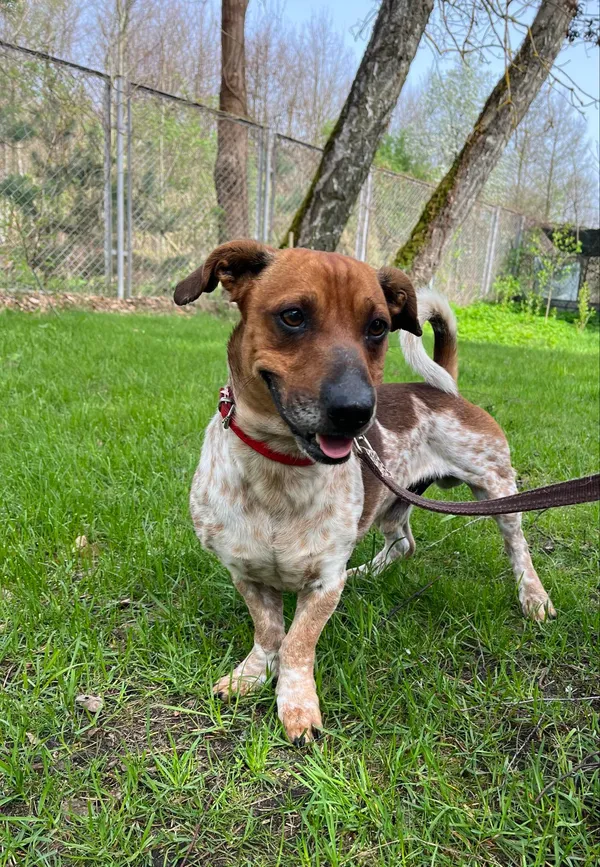 Pies do adopcji, Włocławek, 9 kwietnia 2024 (1/3)