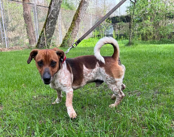 Pies do adopcji, Włocławek, 9 kwietnia 2024 (2/3)