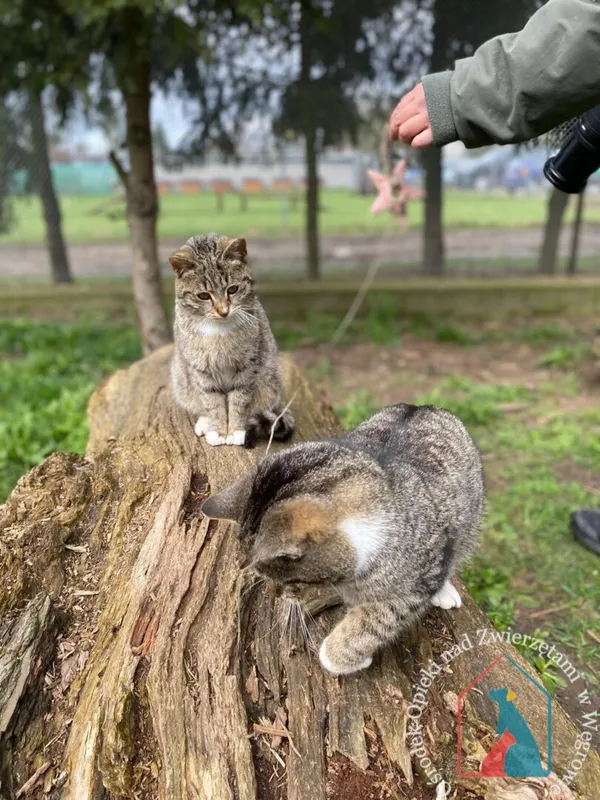 Kot do adopcji, Węgrowo, 18 marca 2024 (2/5)